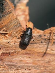 mountain-pine-beetle